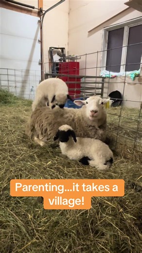 It takes a village… …and one very tolerant ewe who did NOT sign up for bonus children. That’s her actual lamb sitting quietly in front of her! #valaisvewe #embryotransfer #valaisblacknosecanada #farmlife #fyp