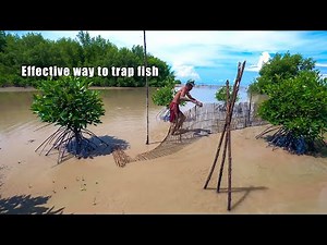 Trapping fish in the traditional way using bamboo