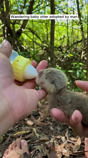 Man Adopts Wandering Baby Otter | Heartwarming Rescue Story