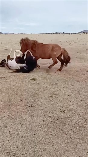 Екі айғырдың үйірге таласы