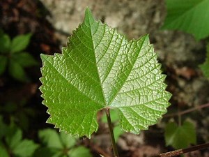 Vitis cinerea - Alchetron, The Free Social Encyclopedia