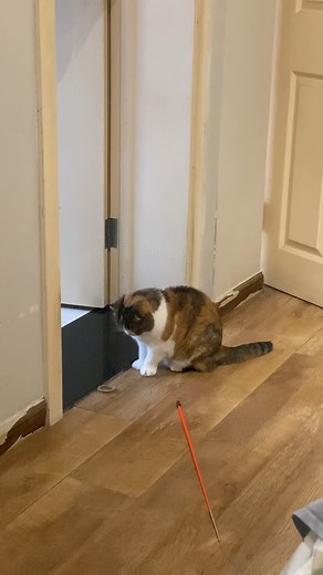 妹妹猫从小到大都喜欢橡皮筋，这是很粗的那种，细的不可以给猫玩哦，否则误食就大件事了。