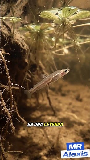 El Candirú: El Pez Más Temido del Amazonas ⚠️