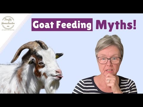 Stop Believing These Goat Feeding Myths! (They Could Cost You Goats)