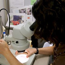 视频: 秀丽隐杆线虫细胞内乳酸和丙酮酸的小规模比色测定