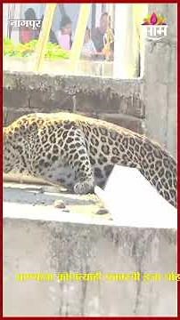 नागपूरमध्ये बिबट्याच्या रेस्क्यू ऑपरेशनचा थरार, पाहा सविस्तर | Nagpur Leopard Rescue