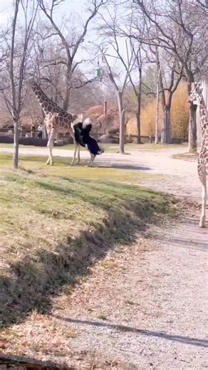 194K views · 1.4K reactions | Funny Pet Fails pt #fail #funny #pets #cat #dog #fails | Lukumades MUC | Facebook