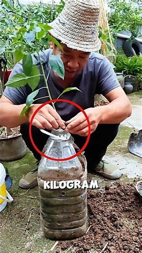 Chili plant cultivation at the mouth of a bottle🌶️🤯#farming