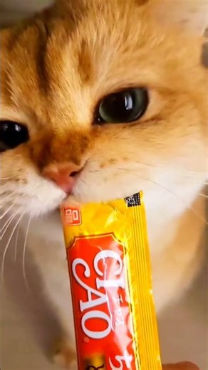 cat eating chocolate