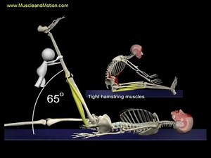 The Proper Technique for the Seated Hamstring Stretch 3D Animation of Muscles i