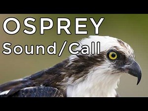 Osprey Call: Learn Their Chirps & Sounds by Ear!