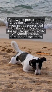 Being careless with admnistering antibiotics to pets can weaken the efficiency of these infection-fighting drugs. Superbugs are prone to emerge if antibiotics are overused or misused. Take a look at the link in bio to learn how you can resposibly handle antibiotics as a pet-owner. | World Organisation for Animal Health