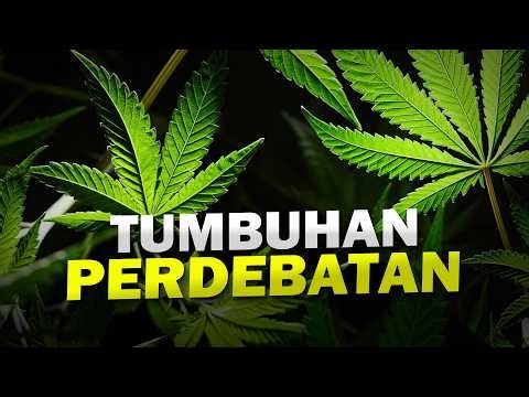 Mengapa Ganja Cocok Dengan Tubuh Manusia? #AlamSemenit