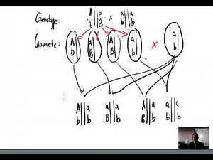 Gene Linkage Practice Question (IB Biology)