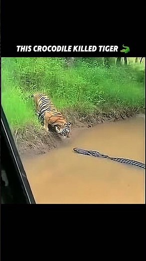 This crocodile is catching tiger! 🤤 #viralshorts #viralytshorts #short #animalshorts #ytshorts #wild