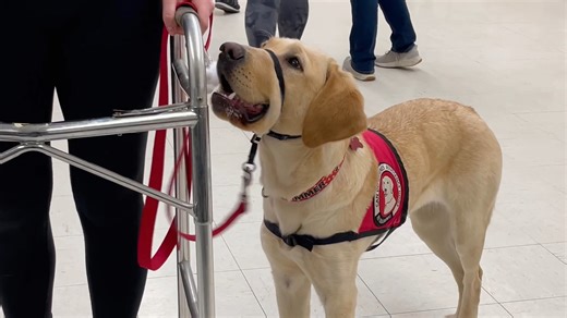 7.5K views · 112 reactions | The dogs in the FETCH Program at the University of Wisconsin-River Falls have one more week on campus. This was a great first year with the program there, and we couldn't be more proud of all the students' work in raising and training the ten dogs in their care. . . . #CanDoCanines #AssistanceDogs #AssistanceDogsInTraining #DogsInDorms #FETCHProgram #ServiceDogs #ServiceDog #ServiceDogsInTraining | Can Do Canines | Facebook