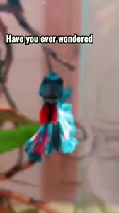 5K views · 91 reactions | Did you know that Betta fish can change their colors? It's like a magical transformation! #microaquaticshop #aquarium #aquariumfish #aquariumhobby #bettafish #fishtanks #fishtanktips #fyp | Micro Aquatic Shop | Facebook