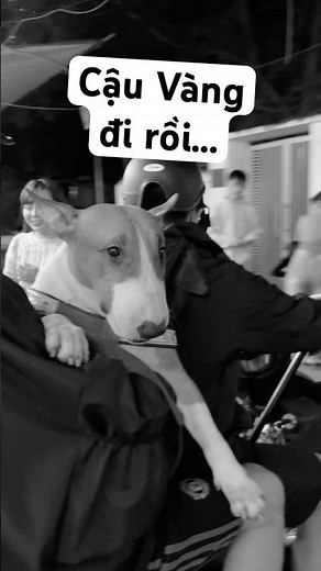 Cậu Vàng đi rồi anh em ạ... Hở ra 5 giây mà mấy thằng Ếch nó nhanh đ quá. #pingle #tiemphocuaanhhai