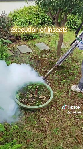 Execution of Insects on TikTok