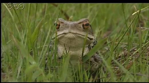 ヒキガエルの一年 | NHK for School