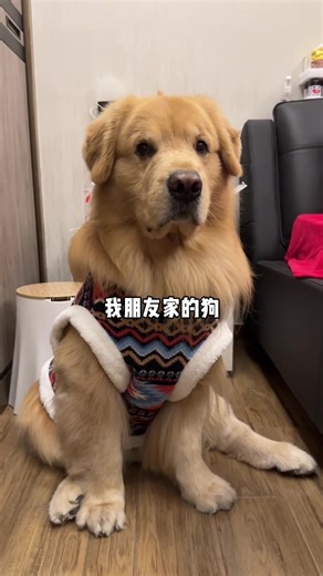 Exploring Zoo Animals: A Day of Fun with Dogs