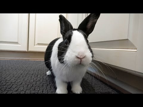 Rabbit fighting human