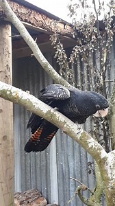 1.1K views · 89 reactions | Our red-tailed black cockatoos know that life is all about balance! | Willowbank Wildlife Reserve | Facebook