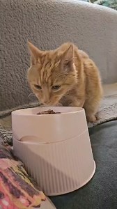 13K views · 1.1K reactions | Percy 李 would like you all to know his...