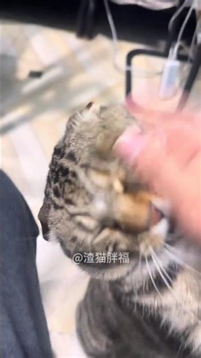 Tabby Cat's Impolite Adventure: A Cutest Pet Debut