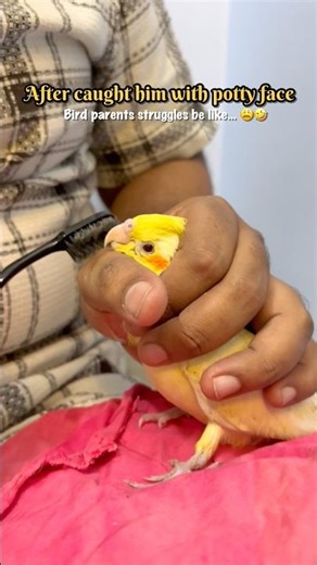 Cleaning My Cockatiel’s Beak(Poop Emergency!)😂| Chirps by Piku💛| #birds #cockatiel #pets #cutepets