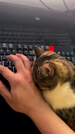 What Cats Do When You're Working on Your Computer 😹 #Shorts