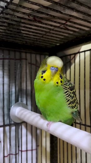 Observing Sleepy Boba: Budgie Sleeping Habits Explained