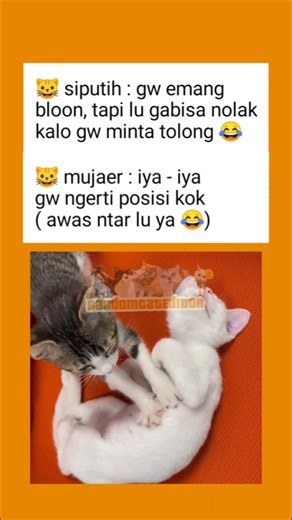 songong banget bocil putih 😂 #quotes #kucing #kucinglucu #foryourpage
