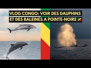 Voir des Dauphins et des Baleines à pointe-noire 😱 | Vlog Congo Brazzaville