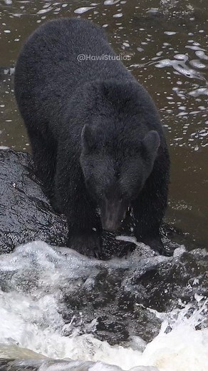 20K views · 238 reactions | Grizzly bear fishing in the river #river #grizzlybear #bear #wildlife #nature #grizzly #fish HA49568 | HAWI Studios | Facebook