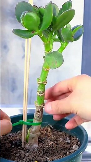 How to Prune and Shape Jade Plants | Complete Guide