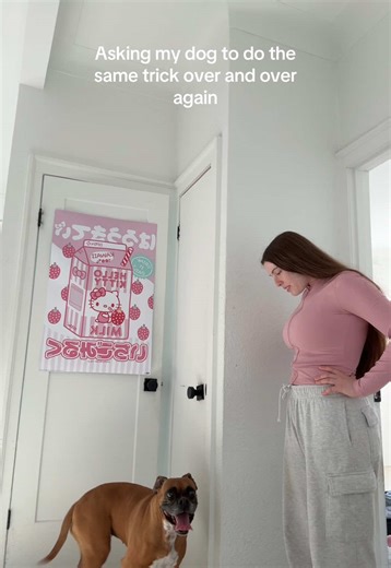 Boxer Dog Tricks: Endless Fun with Fern