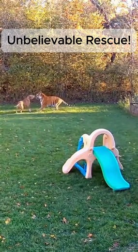 CCTV Captures Dog Saving Child From Tiger Attack | Real Life Hero Moment In a quiet backyard, a peaceful afternoon turns into a terrifying moment when a wild tiger charges toward a small child. But before tragedy can strike, the family’s loyal dog leaps into action — risking its life to save the boy. Captured by a home security camera, this real-life footage shows what true courage looks like. Watch till the end — you won’t believe how this incredible story unfolds. 🐾 A story of loyalty, braver