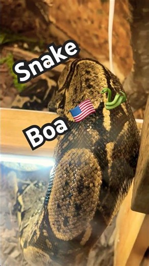 Boa Snake 🐍 Texas Trailhead Scenery at Heard Museum #Nature #reptiles #Trails #Texas #Wildlife