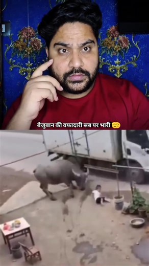 भैंस ने बच्चे को बचाया 🥰 #buffalo #truck #accident #child #save #animallovers