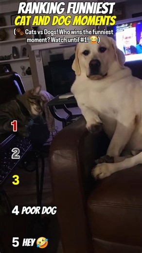 Ranking Funniest Cat and Dog Moments 😂🐱🐶 | Funny Video