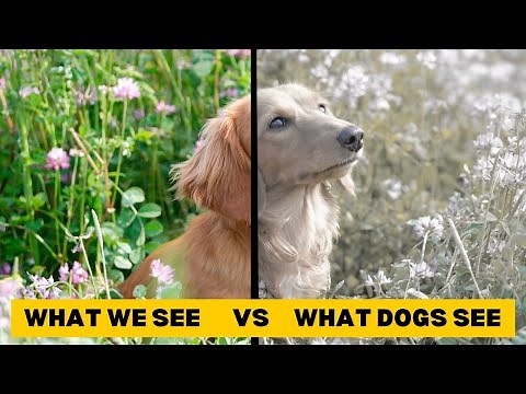 Dog Vision vs Human Vision
