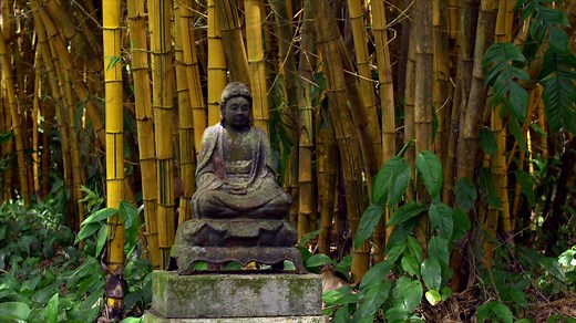 3.9K views · 252 reactions | A Kauaʻi must-see! Explore the Garden of the Garden Isle on an Allerton Garden guided tour today. | National Tropical Botanical Garden | Facebook