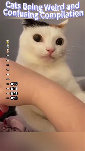 Cats Being Weird and Confusing Compilation