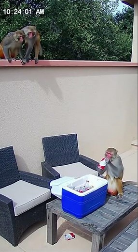 “Real CCTV: Monkeys Throw Backyard Party 😂 | Caught on Camera in Broad Daylight!”