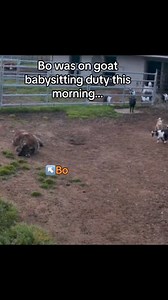1M views · 23K reactions | Big Bo on baby goat duty #livestockguardiandog #anatolianshepherddog #babygoats #farm | Raventree Ranch | Facebook