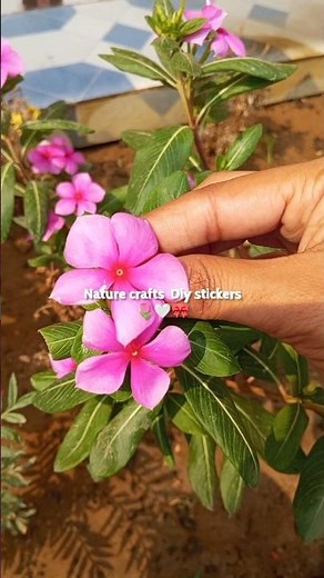 DIY Real Flower Stickers/How to make flower stickers#diysticker​ #flowerstickers​