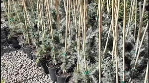 Christmas Tree Lane: Homeowners clone commemorative first tree