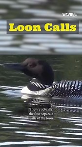 Haunting or evocative? Maybe both. The call of the loon is the language of the lake—a sound as wild as the waters it echoes across. They're not just singing; they're communicating, claiming territory, and connecting with one another. #Chronicle5 #wcvb #LoonCall #LakeWinnipesaukee #Moultonborough #NewHampshire #NH #LakesRegion #NHLakes #NHLakesRegion #LakeLife #New England | Chronicle on WCVB Channel 5