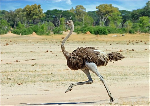 Bipedal Animals: Incredible Creatures That Walk on Two Legs